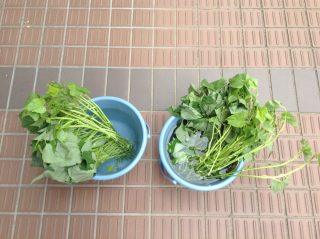 苗を植える前は水を張ったバケツにつけていました