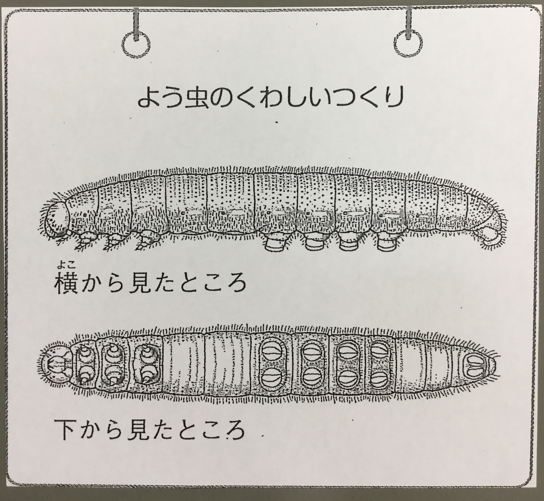ギャラリー