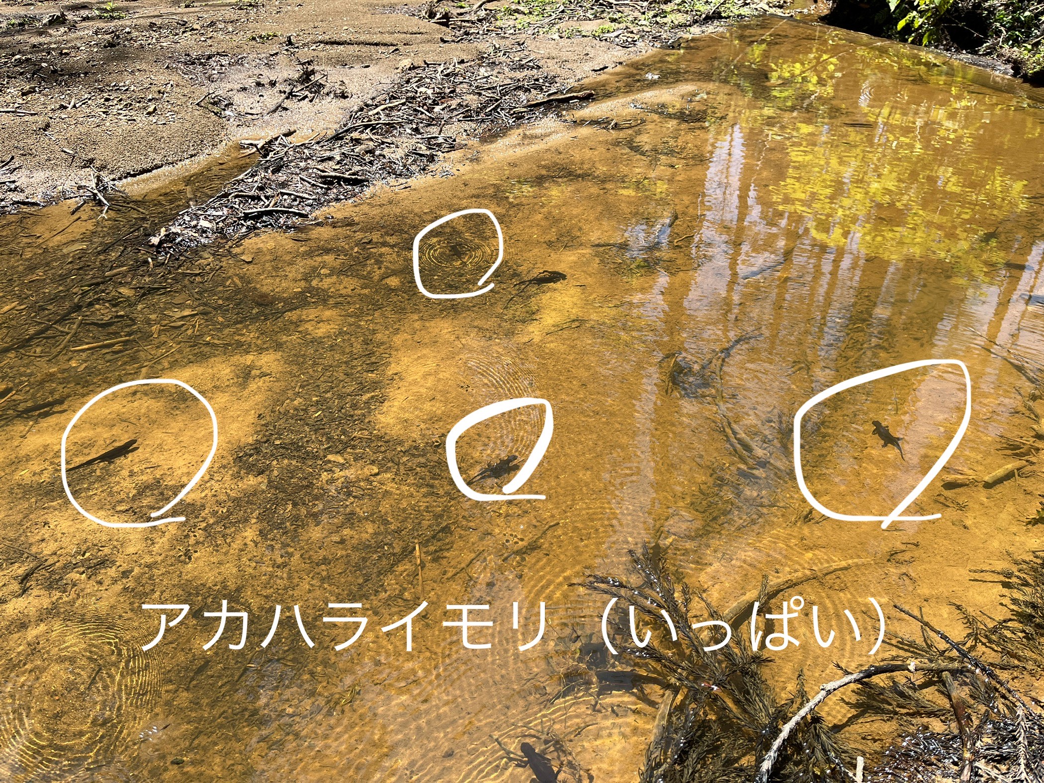 ギャラリー