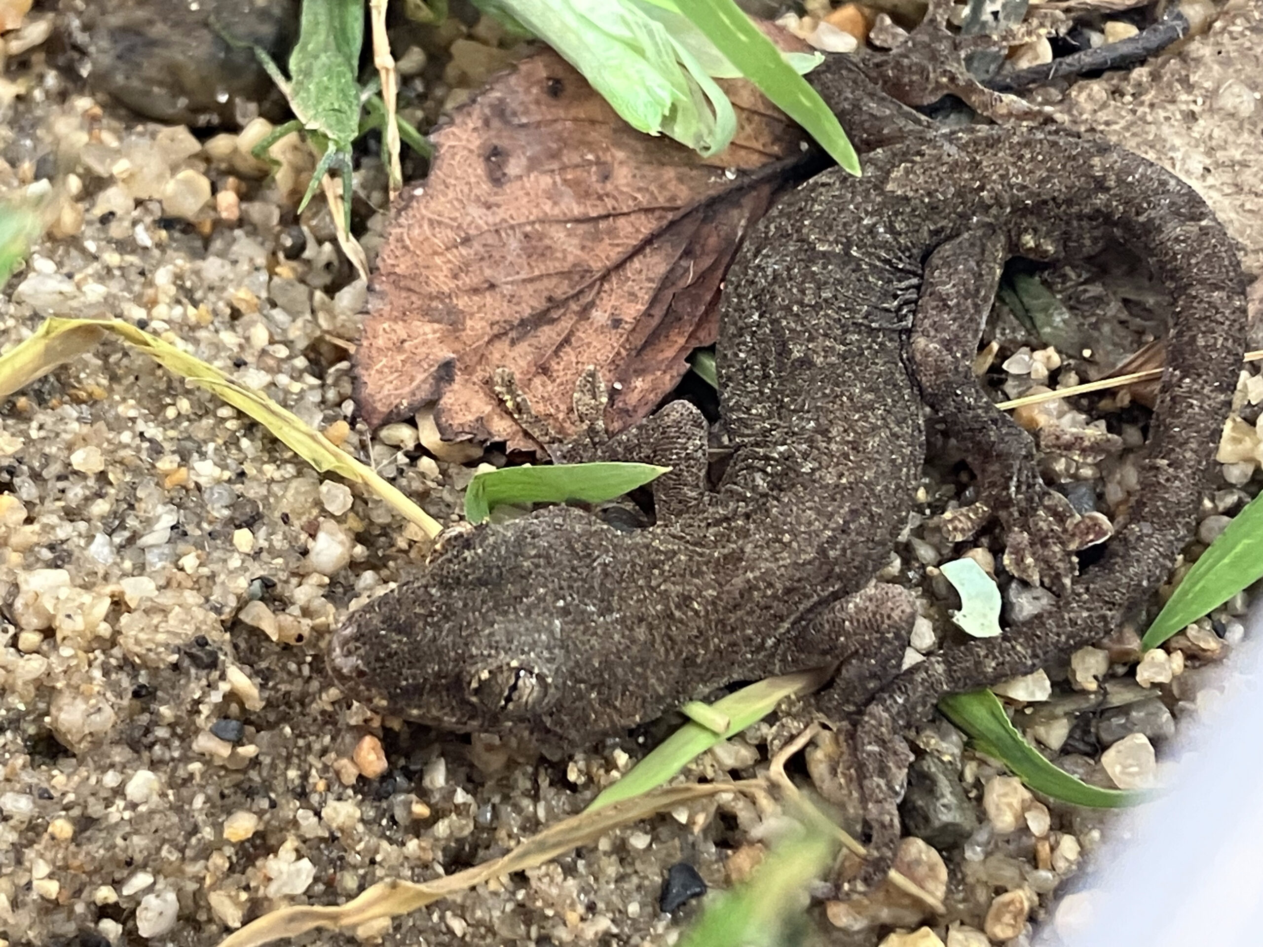 校長ブログサムネ