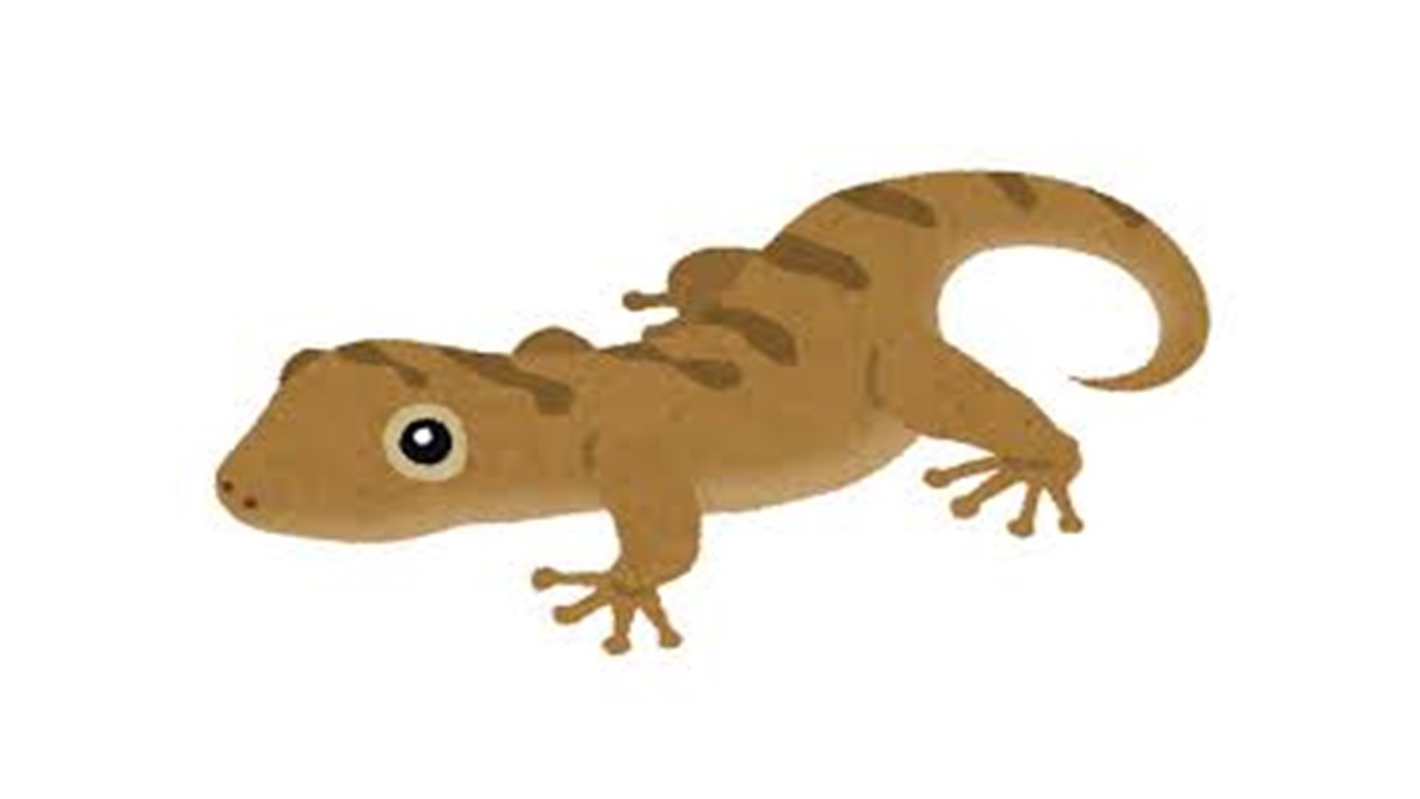 ギャラリー