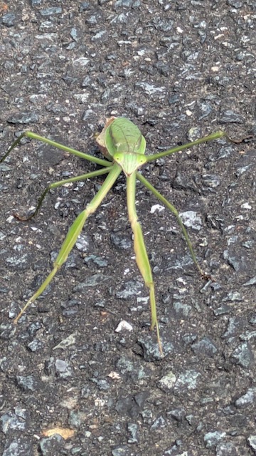 校長ブログサムネ