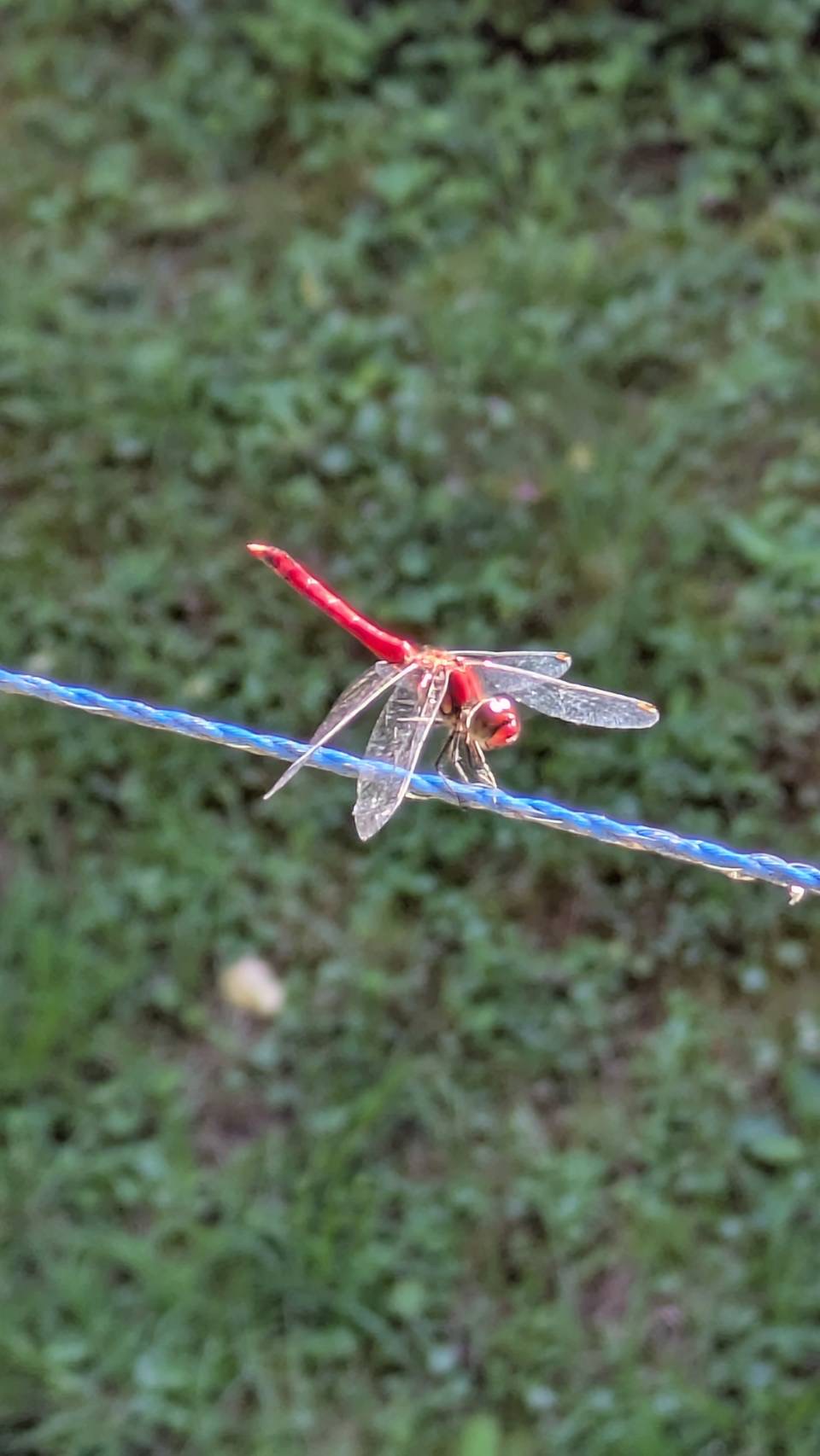 校長ブログサムネ