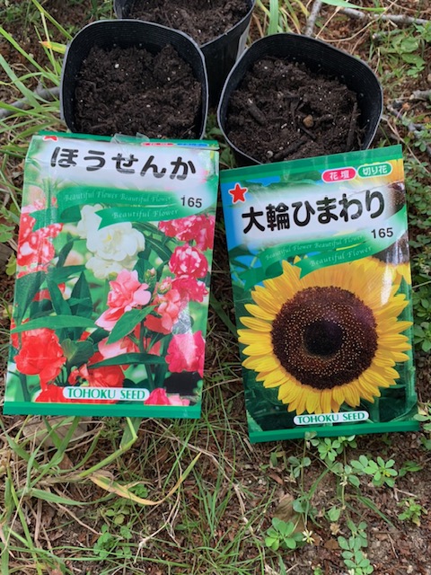 ホウセンカとひまわりの観察 ３年生 香里ヌヴェール学院小学校