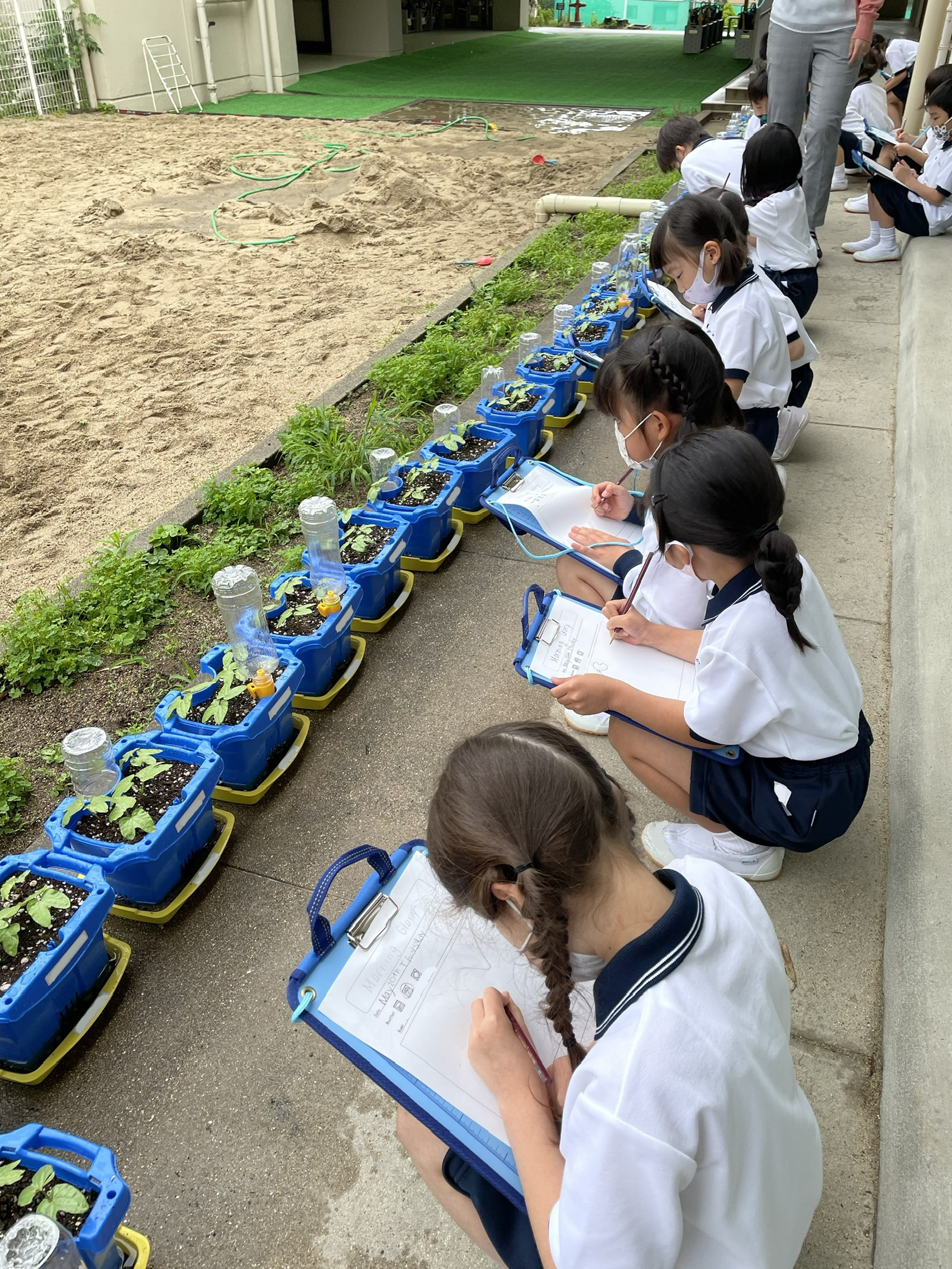 朝顔の観察 １年生sec 香里ヌヴェール学院小学校
