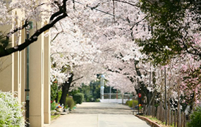 桜並木