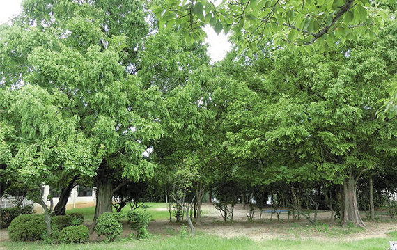 木立の広場
