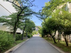 新緑🌳